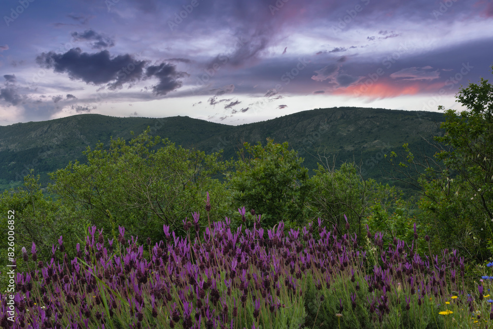 landscape, view, nature, spring, green, spain, flora, plants, be landscape, view, nature, spring, green, spain, flora, plants, be