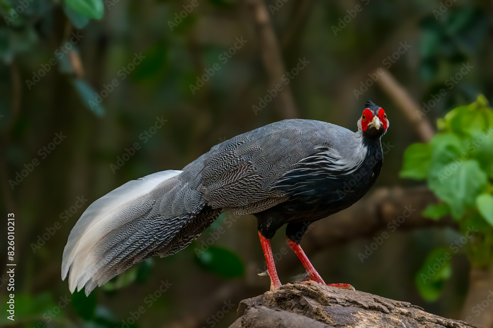 Obraz premium Siamese Fireback (Lophura diardi) The crest is similar to that of a paddle and is also blue. but from the nape to the back and wings are gray.