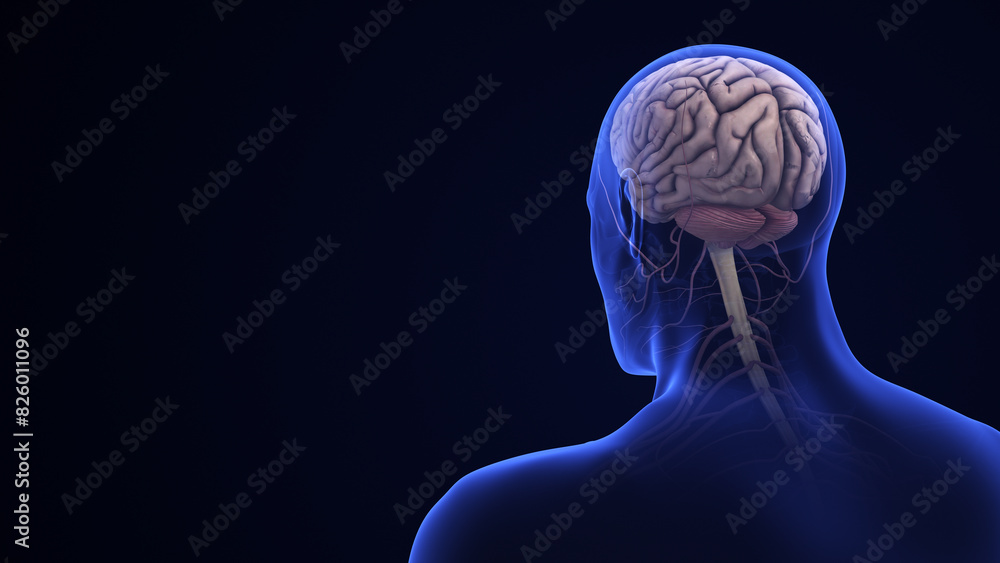 Obraz premium Human Brain Anatomy with Highlighted Cerebellum