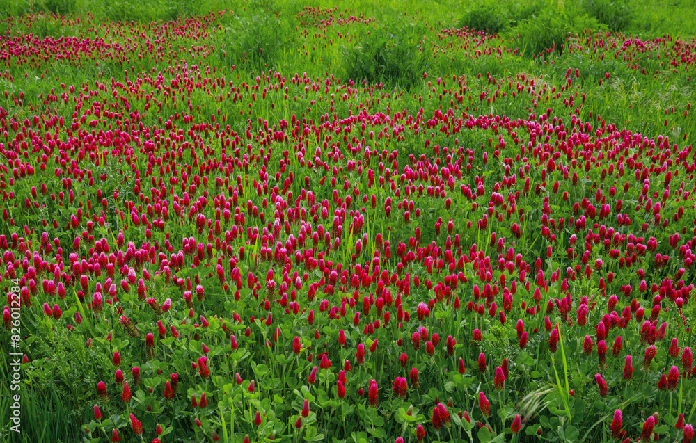 Blühende Felder mit Inkarnat-Klee (Trifolium incarnatum)