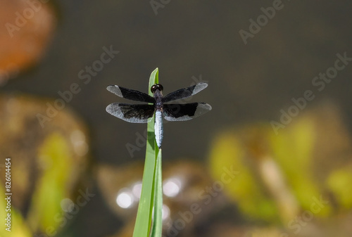 Neurothemis tullia - a species of dragonfly from the damselfly family, Zanzibar near the town of Jambiani photo