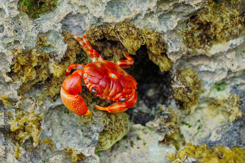 The red crab (Gecarcoidea natalis) is a species of land crab that is endemic to Christmas Island and the Cocos (Keeling) Islands in the Indian Ocean. Zanzibar	 photo