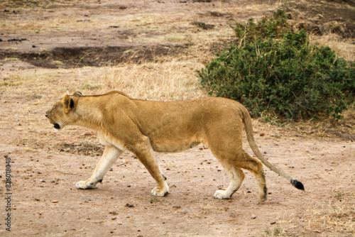 lion in the grass