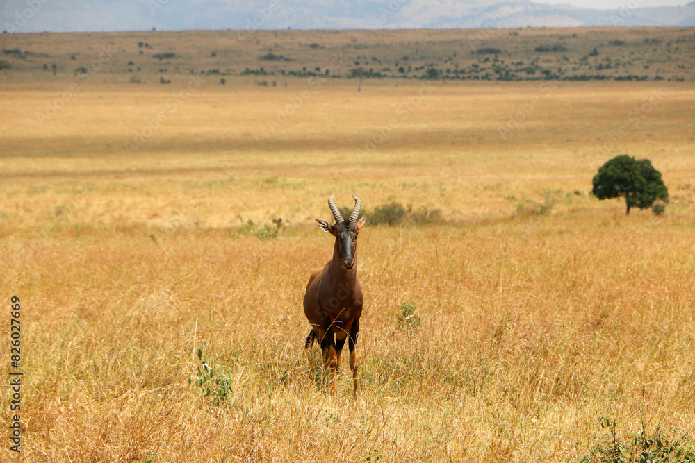 Fototapeta premium Africa Topi in the wild