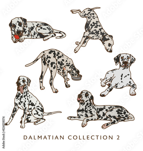Dalmatian Dog Color Illustrations in Various Poses 2