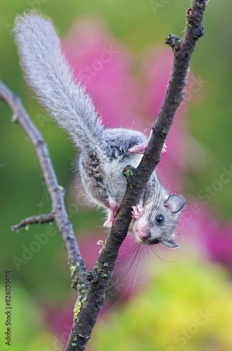 Cute edible dormouse (Glis glis) with beautiful grey fur and long bushy tail climbs upside down on a branch with blurred flowers in the background
