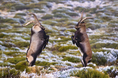 Telephoto view of two beautiful adult male Iberian Ibex (Capra pyrenaica victoriae) fighting face to face on a snowy field and foggy day with a defocused snowy background in the Sierra de Guadarrama