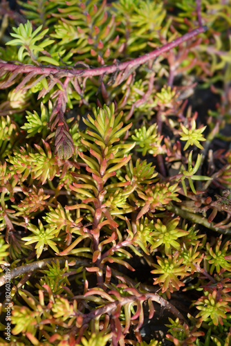 Rock stonecrop Angelina leaves