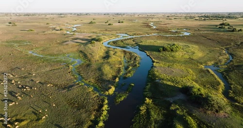Aerial fly over view. Large herd of Red Lechwe in the Okavango Delta