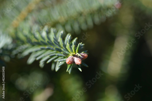 Blue Spanish Fir branch with buds photo