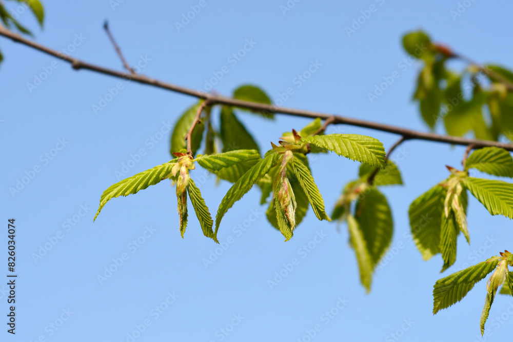 Common hornbeam branch with new leaves Common hornbeam branch with new leaves