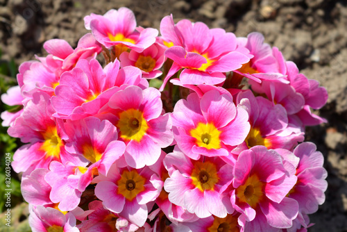 Primrose pink flowers