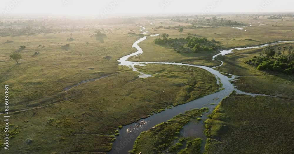 custom made wallpaper toronto digitalHigh aerial panning view. Pod of Hippopotamus in the waterways and lagoons of the Okavango Delta