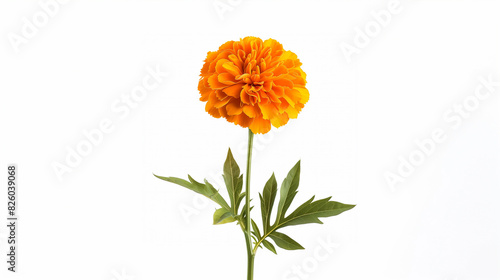 there is a single orange flower in a vase on a table