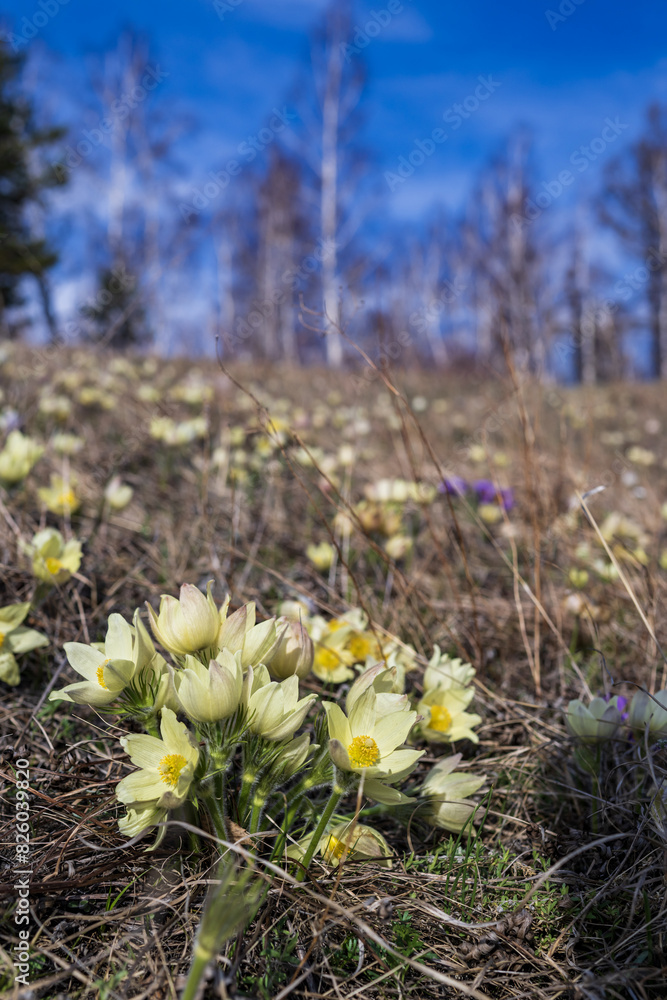 Obraz premium the Alpine lumbago blooms on the slope