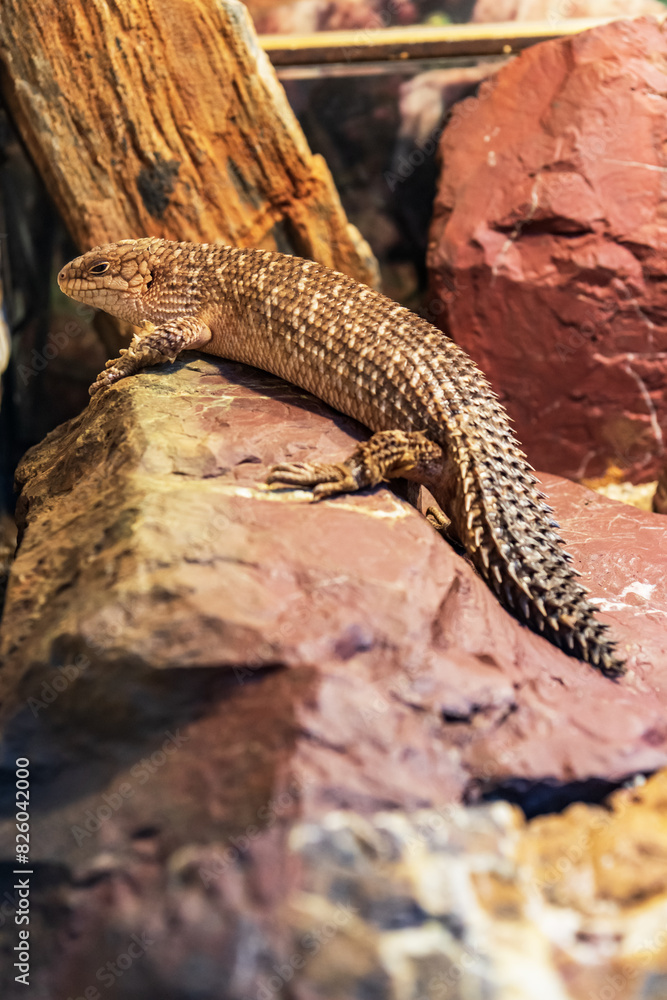 Close up of a lizard resting on a rock Close up of a lizard resting on a rock