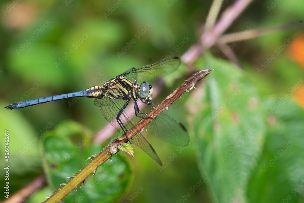 Orthetrum glaucum is an Asian dragonfly species, common across much of tropical and subtropical Asia. The common name for this species is blue marsh hawk Orthetrum glaucum is an Asian dragonfly species, common across much of tropical and subtropical Asia. The common name for this species is blue marsh hawk