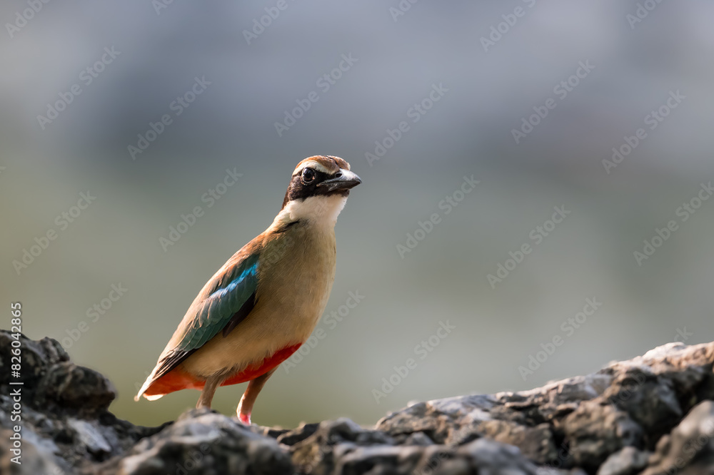Fototapeta premium Fairy Pitta (Pitta Nympha) during migrating season