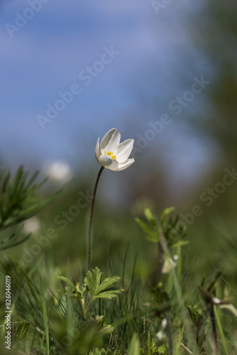 A white flower in the grass