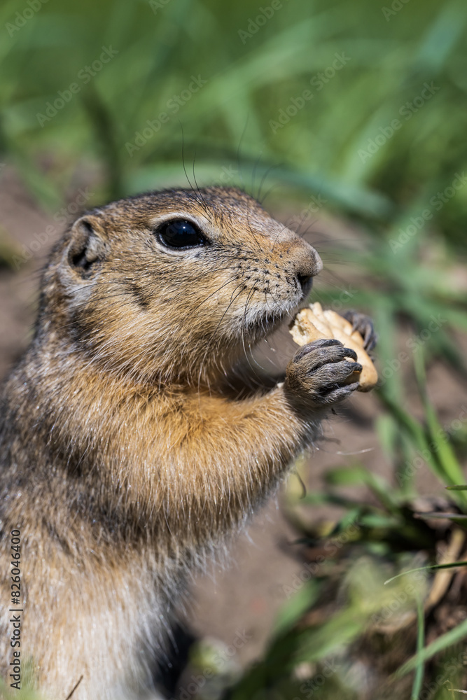 Fototapeta premium The gopher is gnawing on a cookie