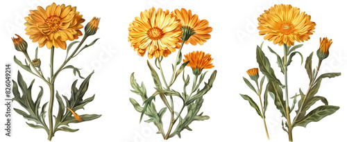 Calendula isolated on transparent background, old botanical illustration