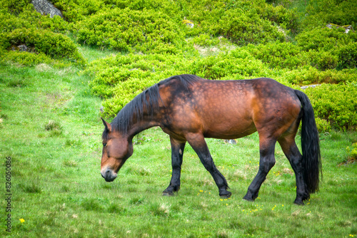 grazing horse on a mountain meadow at a spring morning