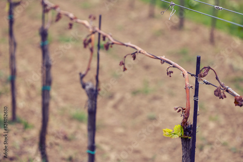 Spring vineyard damaged by heavy frost (brown parts are dead), vineyard where there will be very little harvest, Southern Moravia, Czech Republic