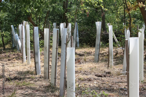 Baumschutzhüllen für angepflanzte junge Bäume im Wald photo