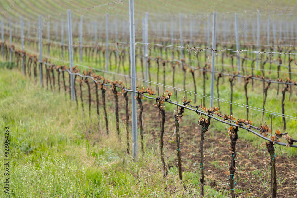 Spring vineyard damaged by heavy frost (brown parts are dead), vineyard where there will be very little harvest, Southern Moravia, Czech Republic Spring vineyard damaged by heavy frost (brown parts are dead), vineyard where there will be very little harvest, Southern Moravia, Czech Republic