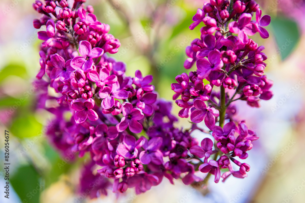 Blooming lilac photo, purple flowers Blooming lilac photo, purple flowers
