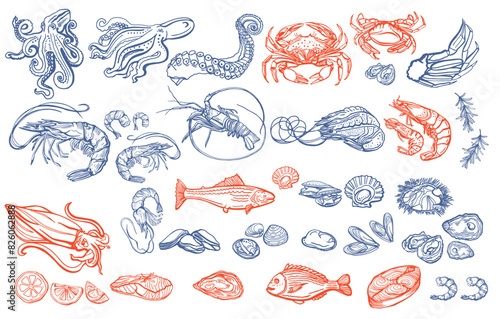 Isolated vector set of seafood. Shrimps, langoustines, prawns, salmon, trout, oysters, mussels, squid, crab, lemon, octopus, rosemary, sea urchin. Hand-drawn seafood delicacy, restaurant and marine.