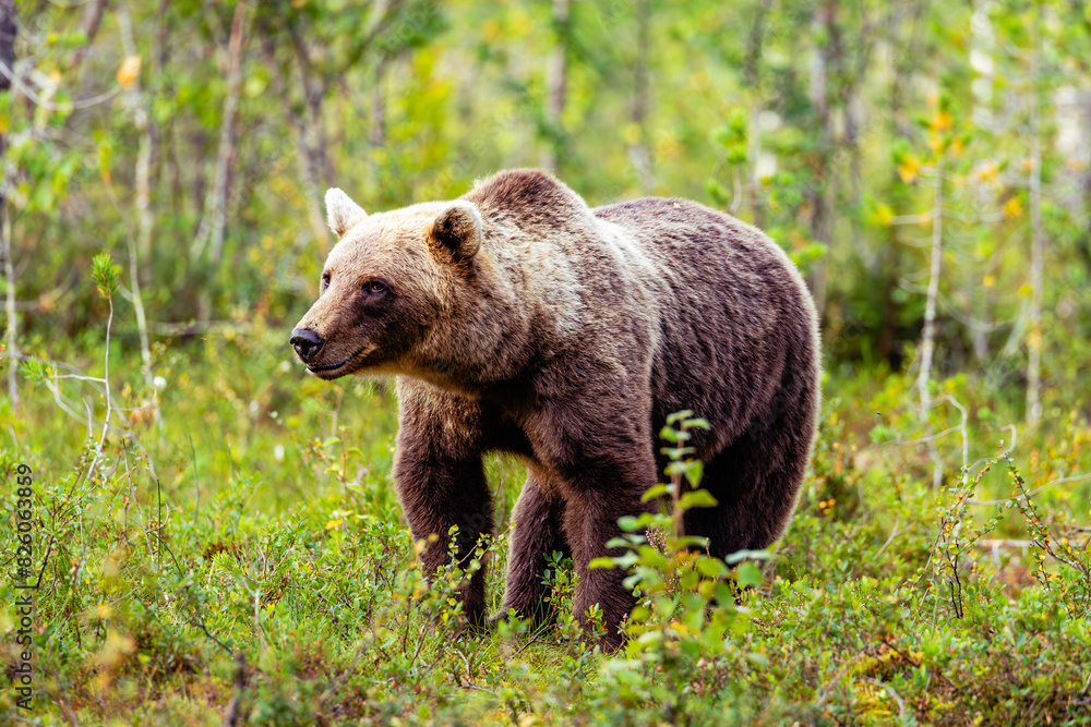 Fototapeta premium brown bear in the forest