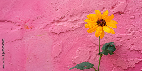 elegant yellow sun flower with the pink wall 