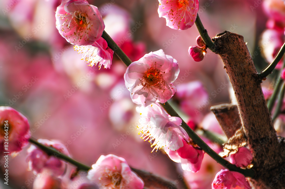 blossoming plum blossom in spring
