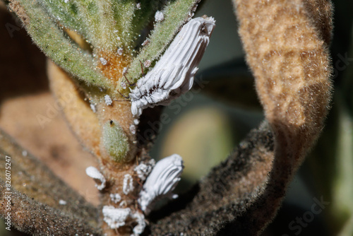 Plaga de cochinilla algodonosa (Planococcus citri) en arbusto de jara cistus albidus. Alcoy, España.  photo