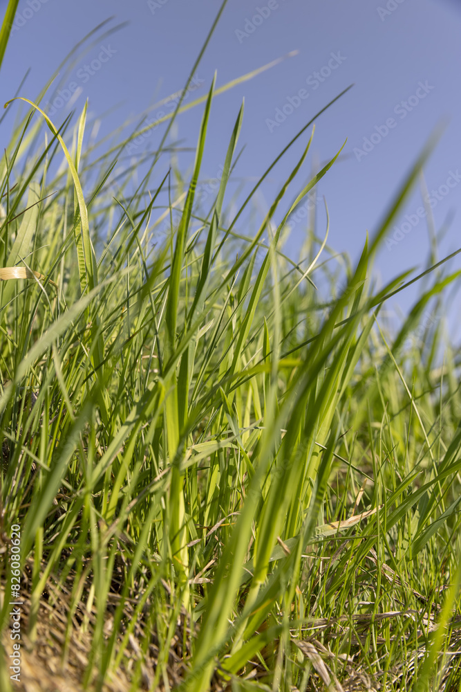 green grass growing on a hill in spring green grass growing on a hill in spring