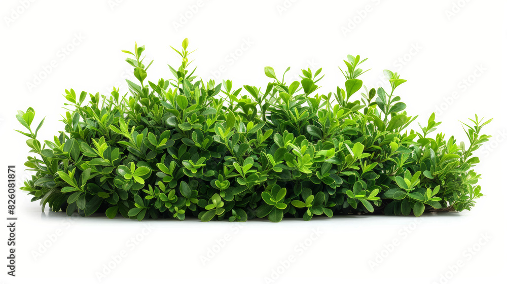 green grass isolated on white background green grass isolated on white background