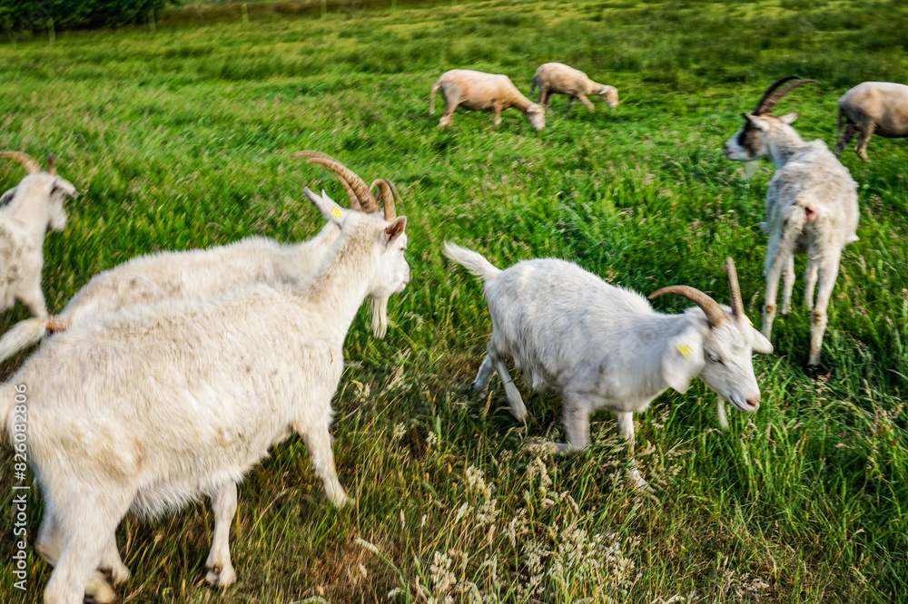 White goat in a field in northern Germany White goat in a field in northern Germany