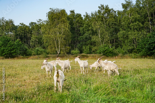 White goats in a field in northern Germany