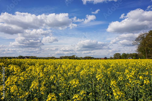 Rapeseed in a field in northern Germany