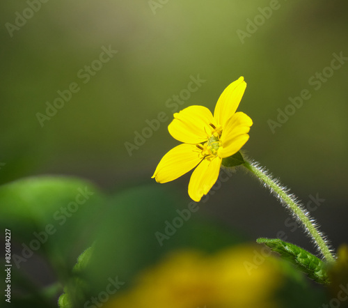 コガネグルマ / Chrysogonum virginianum photo