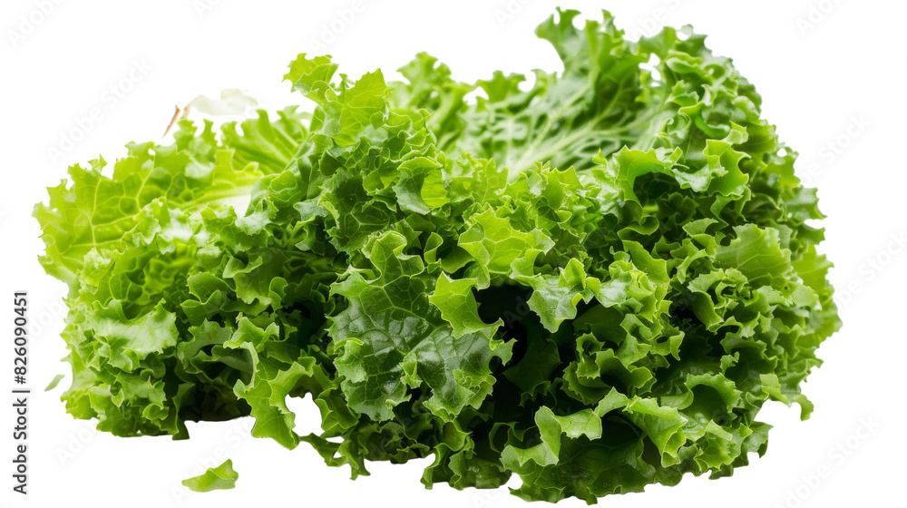 Fototapeta premium A collection of fresh lettuce leaves arranged neatly on a plain white background