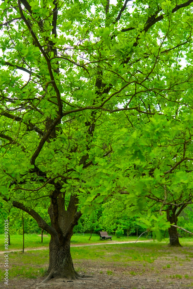 A peaceful park with lush green trees and a dirt path leading to a solitary bench. It is a calm spring afternoon with vibrant foliage. A peaceful park with lush green trees and a dirt path leading to a solitary bench. It is a calm spring afternoon with vibrant foliage.