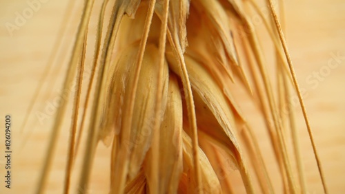 Wheat fields symbolize unity and community  as the labor-intensive process of cultivation often requires collective effort and cooperation among farmers. Wheat kernel background.  