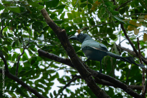 a racket-tailed treepie Crypsirina temia perching on dense tree branch, with natural background