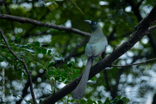 a racket-tailed treepie Crypsirina temia perching on dense tree branch, with natural background