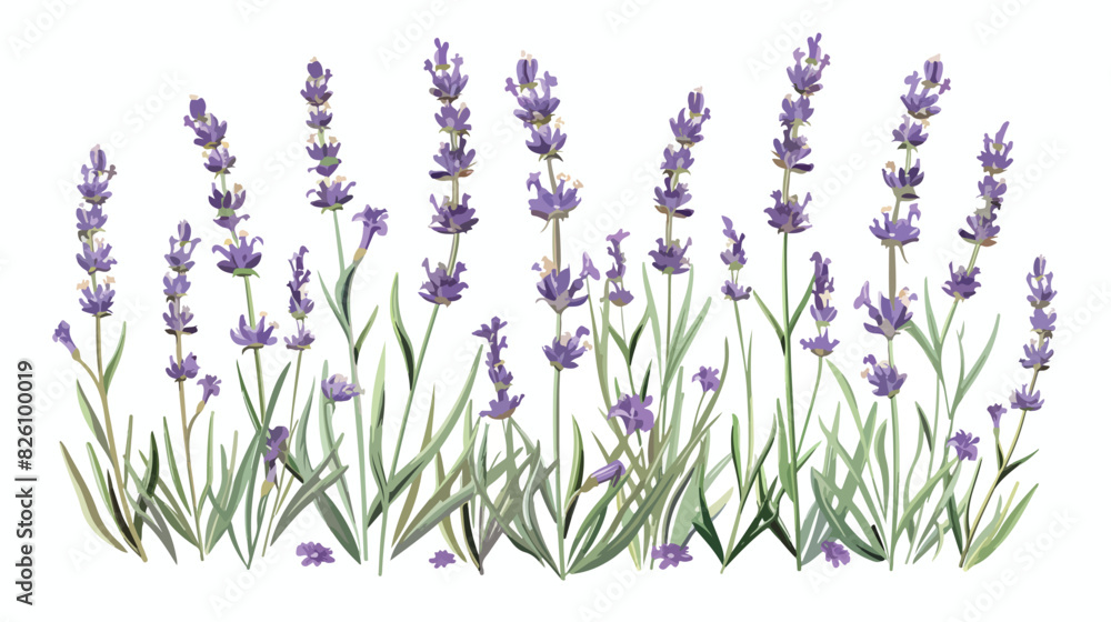 Lavender lavanda flowers. Field wild lavender 