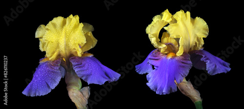 bright blue and yellow iris flowers in water drops isolated on black.