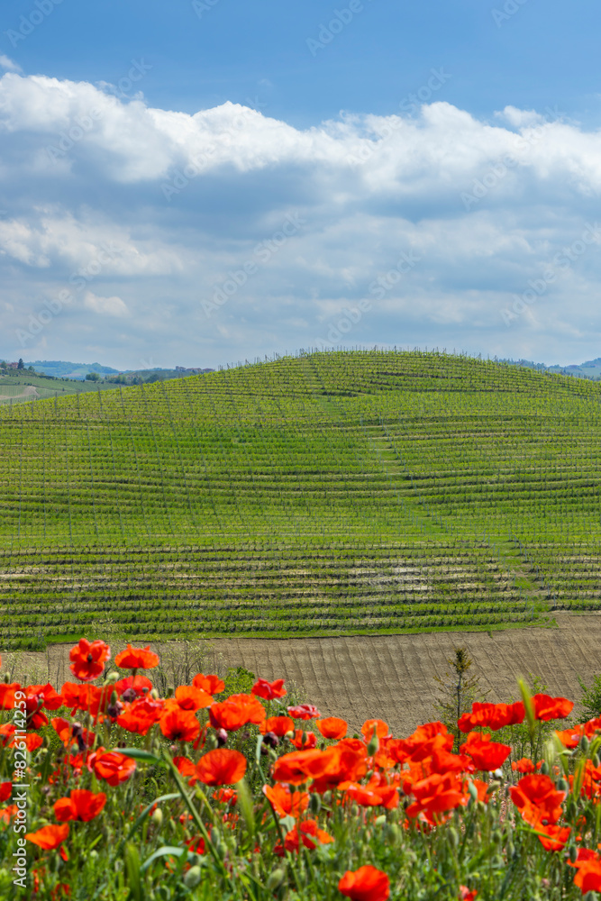 Typical vineyard near Castiglione Falletto, Barolo wine region, province of Cuneo, region of Piedmont, Italy Typical vineyard near Castiglione Falletto, Barolo wine region, province of Cuneo, region of Piedmont, Italy