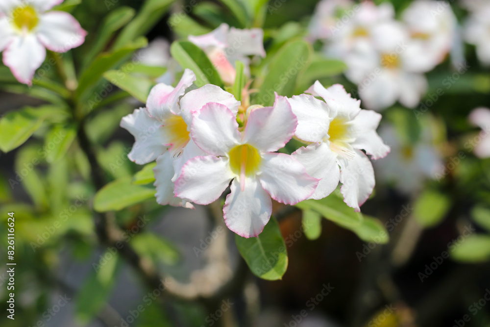 Adenium obesum white flowers. Green leaves Adenium obesum white flowers. Green leaves